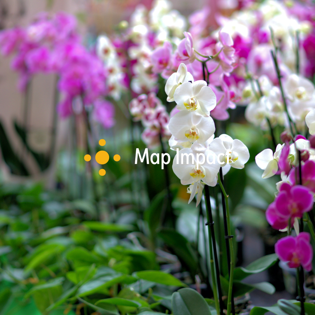 Orchid