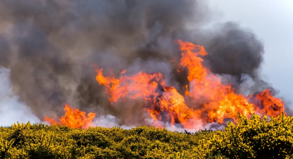 Wildfire<span>View</span>